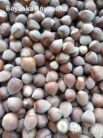 Натурални лешници , снимка 4 - Домашни продукти - 56200605