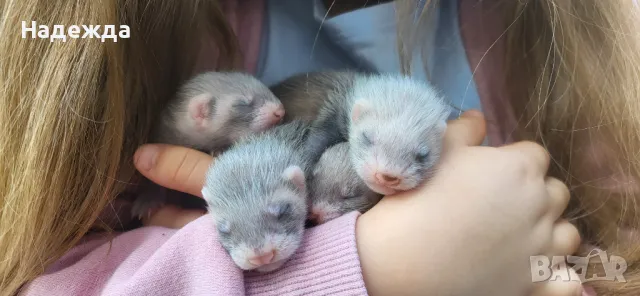 Декоративни порчета/фретки, снимка 2 - Други - 46270985