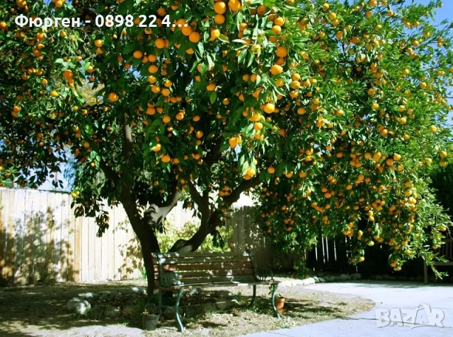 Мандарина – фиданка, снимка 3 - Разсади - 52729363