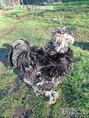 Американски копринки яйца , снимка 4 - Кокошки и пуйки - 54215690