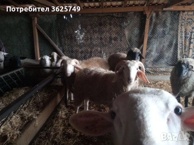 мъжки шилета, снимка 5 - Овце - 52874585