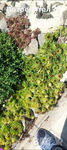 Няколко вида студоустойчиви кактуси и сукуленти, снимка 8 - Градински цветя и растения - 37368313