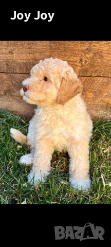 Lagotto 