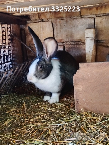 Продавам зайци, домашни, ваксинирани., снимка 3 - Други - 53260974