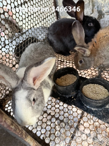 Продавам едри зайци, снимка 2 - Други - 53166218