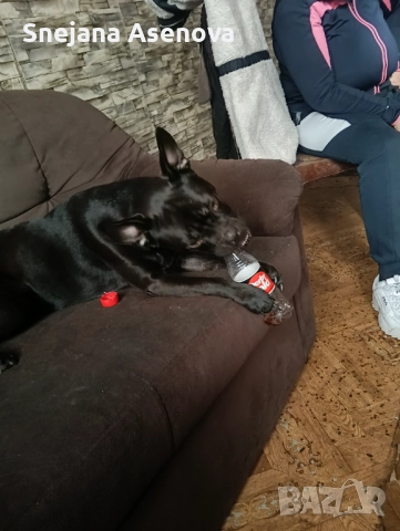 Френски булдок