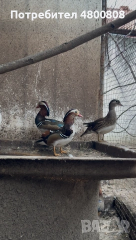 Мандаринки, снимка 10 - други­ - 54237285