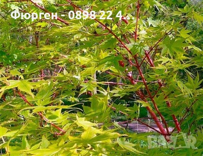     Ацер - Санго Каку, снимка 3 - Разсади - 50635847