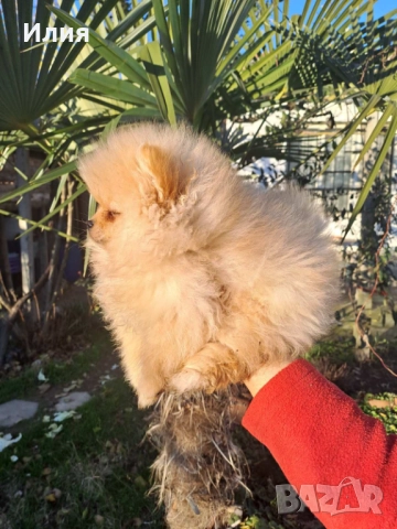 Продавам померан , снимка 8 - Померан - 52913555