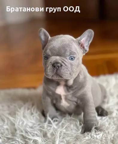 Френски булдог, снимка 3 - Френски булдог - 48013084