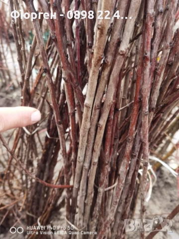 Руска слива „ Афъзка Жълта “, снимка 4 - Разсади - 52656806