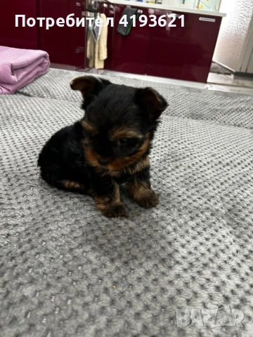 мини йоркширски териер, снимка 6 - Йоркширски териер - 53255652