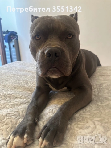 Мъжко американско були търси женска за разплот, снимка 3 - Търси партньор - 53192806