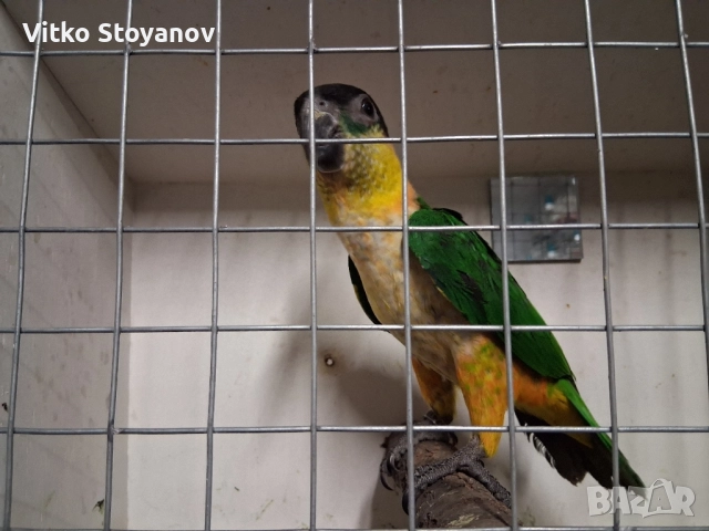 Чернотеменен Амазонек-Кайка, снимка 6 - Папагали - 52551964