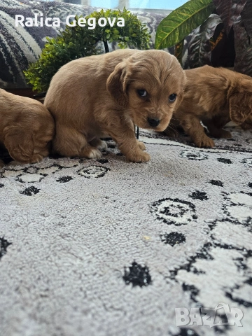 чистокръвни Кокер Шпаньоли, снимка 6 - Кокер шпаньол - 53248978