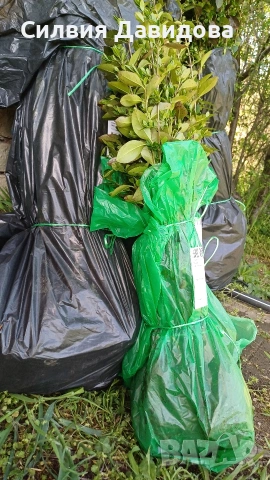 Лигуструм за жив плет