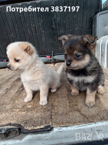 мъжки и женски кучета 