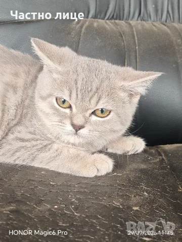 шотлански котенца, снимка 3 - Британска късокосместа - 56218798