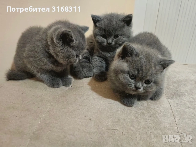 Страхотни малки пухчета