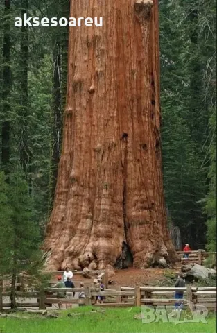 Нови качествени 15 семена от гигантска секвоя мамутово дърво sequoiadendron giganteum за декорация, снимка 2 - Сортови семена и луковици - 50220925