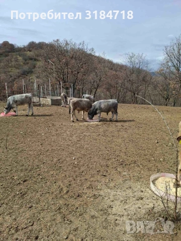 Месодайни телета за продан, снимка 3 - Крави - 54072572