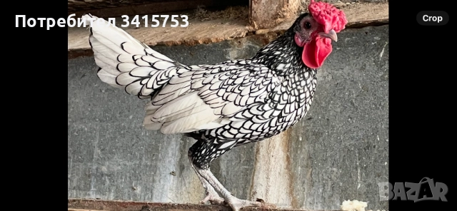 Декоративно петле, снимка 1