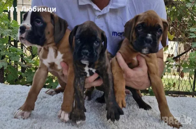 Немски боксери с родословие, снимка 5 - Боксер - 47449180