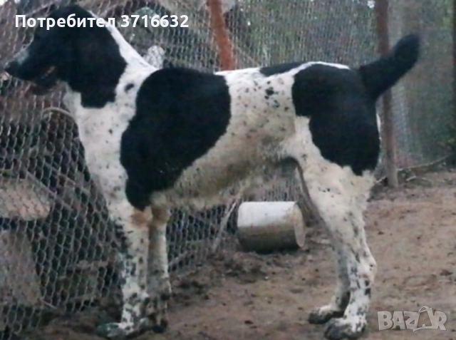 Средноазиатска овчарка