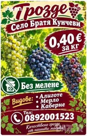 Продавам грозде мерло кабарне алиготе