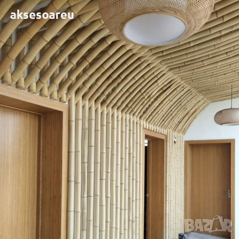 Семена от гигантски бамбук Moso Bambo градински сертифицирани декоративни растения за дома и двора б