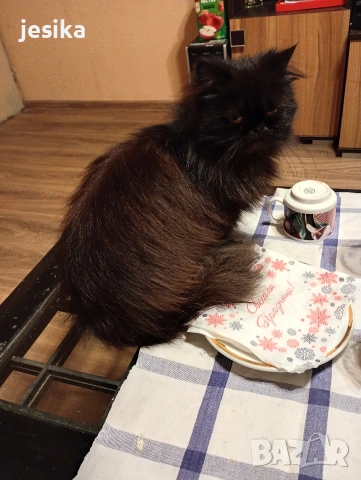 Персийска котка на една година ., снимка 7 - Персийска - 52403277