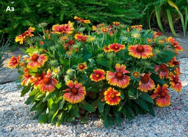 Продавам цветя Гайлардия – разсад за есенно засаждане в градината, различни цветове, снимка 4 - Разсади - 30273860