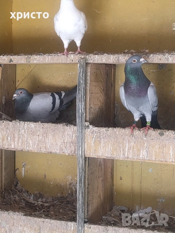 пощенски гълъби, снимка 2 - Гълъби - 54227758