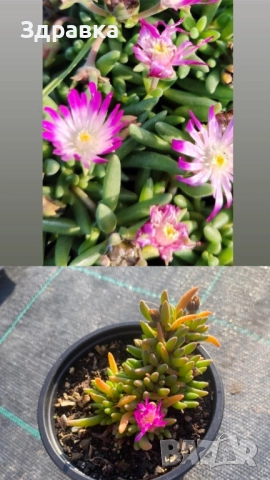 Делосперма 7 цвята , снимка 5 - Градински цветя и растения - 44407392