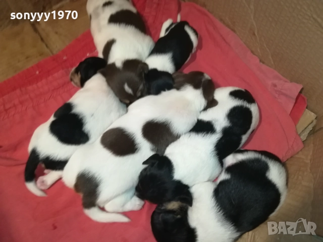 ДЖАК РЪСЕЛ-250ЛВ ЗА СЛАДКО КУТРЕ ПО ИЗБОР 2608251751, снимка 16 - Джак ръсел териер - 51499283