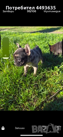 Френски булдог, снимка 5 - Френски булдог - 52665830