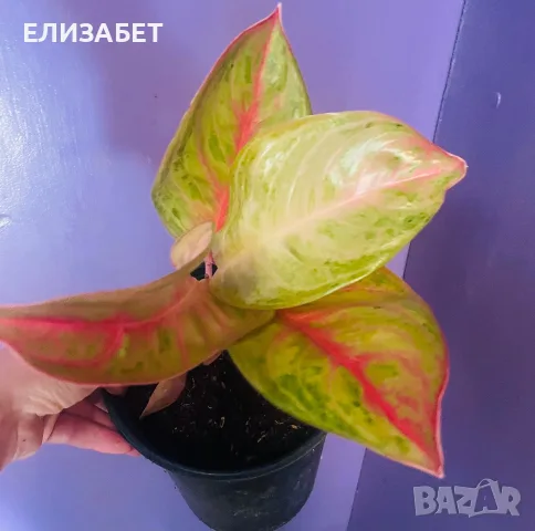 Aglaonema Aglaonema 