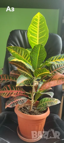 Продавам цветя Кротон – големи, 3 бр. налични