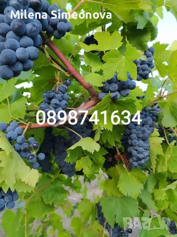 Продавам грозде Зайбер , снимка 2 - Градински цветя и растения - 56116643
