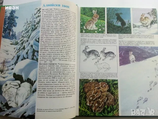 Тайните на животните  - В планините / В саваните - 1991г., снимка 3 - Енциклопедии, справочници - 47526666