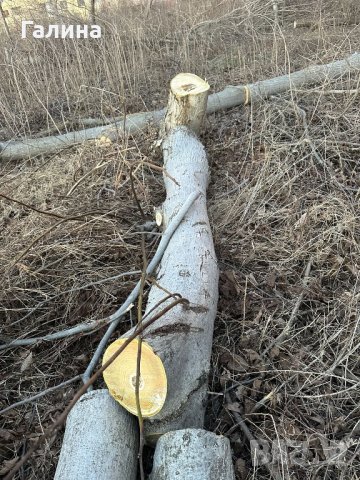 Продавам дърва орехи , снимка 7 - Други - 44178141