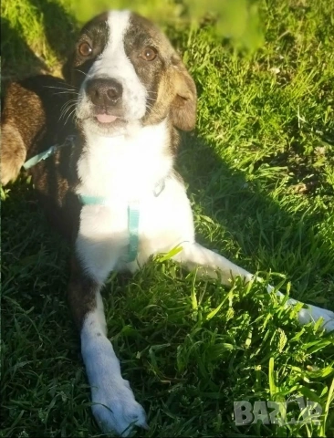 СПЕШНО ПОДАРЯВАМ ПЕТ ГОНЧЕТА БЕБЕТА, снимка 6 - Гонче - 54321374