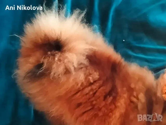 Померан Бо, снимка 7 - Померан - 49266572