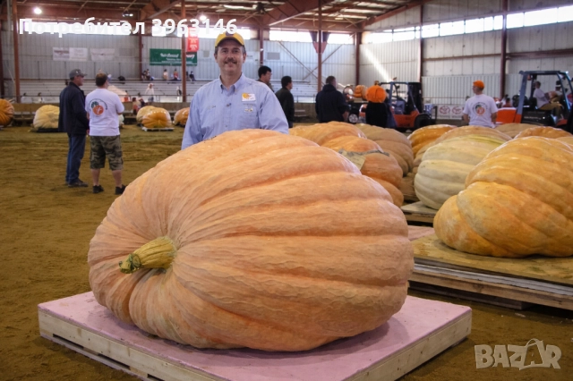 Семена за Стотинки