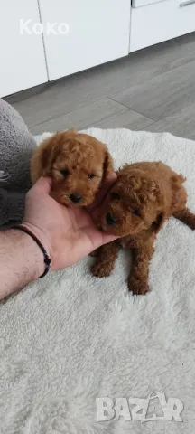 пудел/пудели , снимка 5 - Пудели - 49120043