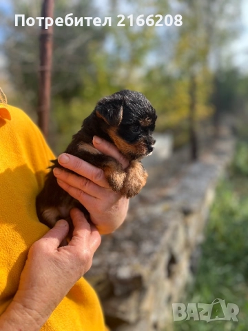 Йоркширски териер , снимка 2 - Йоркширски териер - 52141304