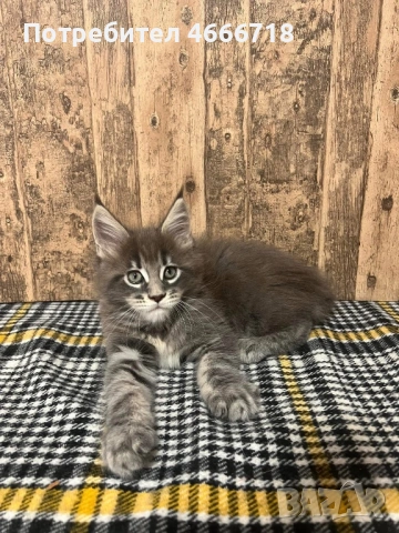 Мейн куун женско, снимка 4 - Мейн кун - 53030280