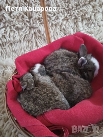 Прозавам декоративни зайчета, снимка 2 - Декоративни зайчета - 53955203