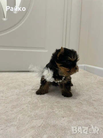 мини йоркширски териер, снимка 7 - Йоркширски териер - 52970336