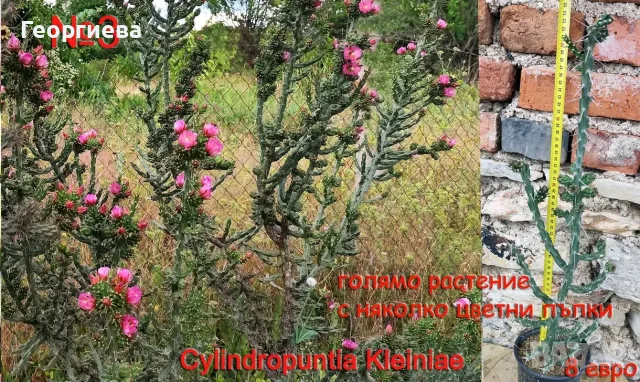 Градински студоустойчиви кактуси, снимка 12 - Градински цветя и растения - 55123898